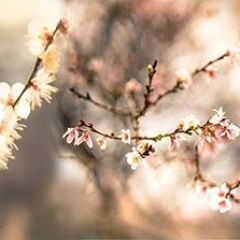 Кухонный фартук Цветы 317 МДФ матовый (3000) Flowers в Копейске - kopejsk.mebel24.online | фото